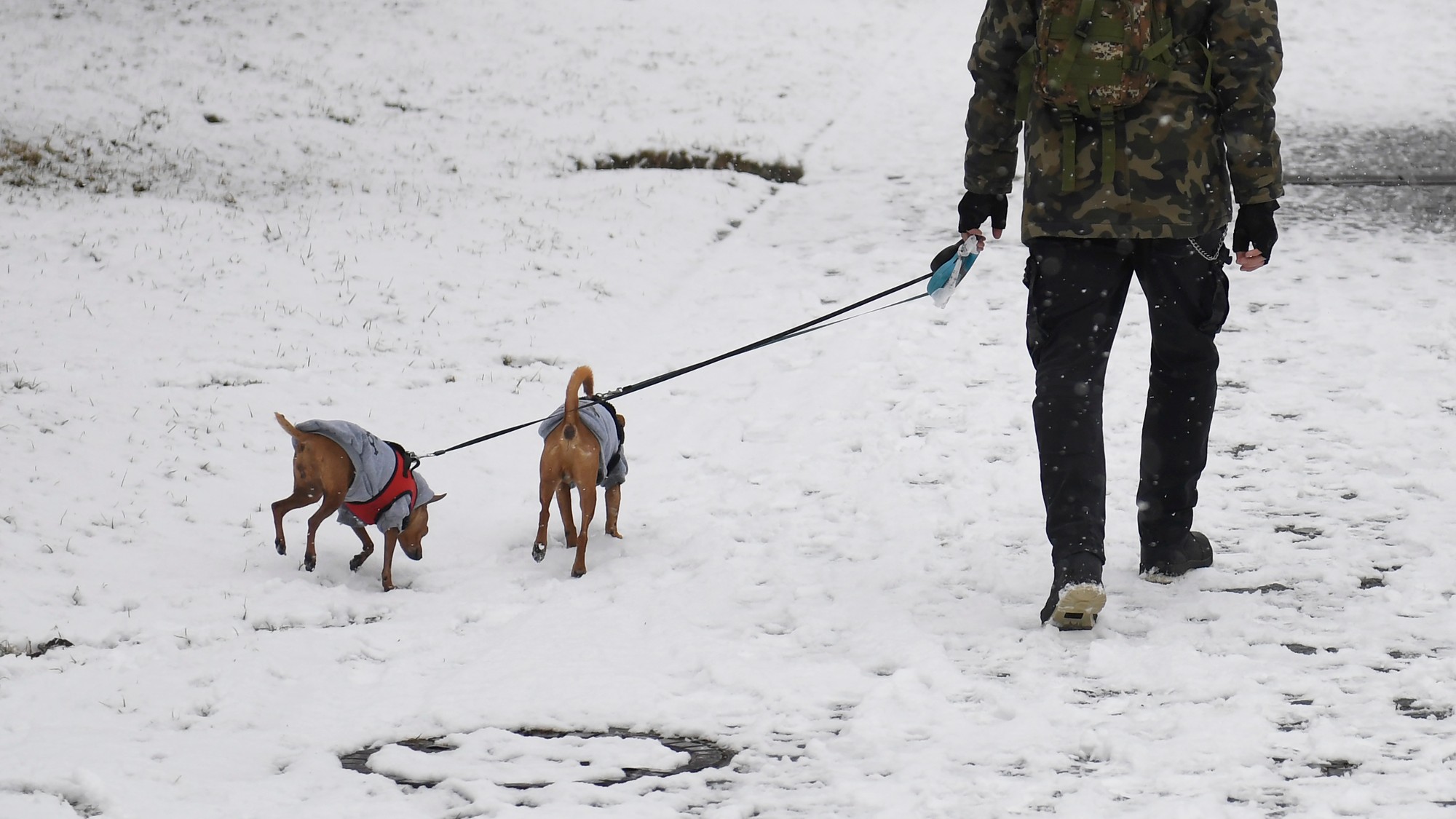 Na prechádzke so psíkmi - ilustračné foto