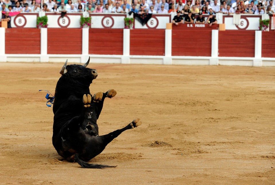 A bull falls on its back during a bullfight in the northern Spanish town of Gijon