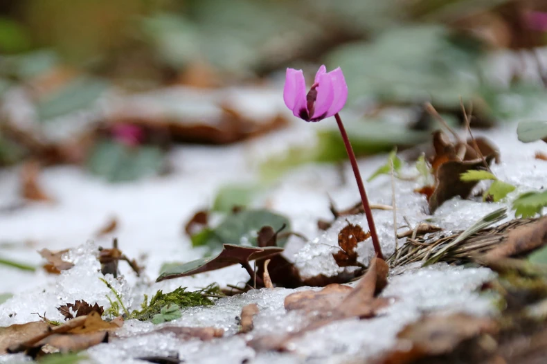 Kraj januara u Sočiju