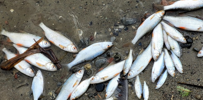 Jezioro Kowalskie pełne śniętych ryb. Nieprzeciętny smród