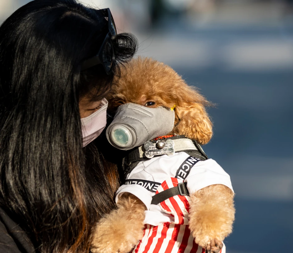 Zabrinuta vlasnica iz Guangdžoua stavila je masku na svog psa, ali stručnjaci kažu da je to nepotrebno i stvari im stres