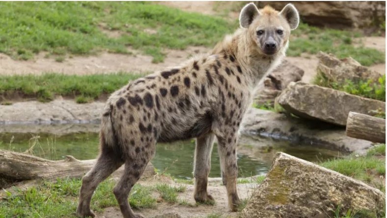 File image of a hyena