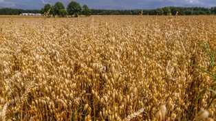 Wiadomo, kiedy rozpocznie się skup zboża. Minister Kowalczyk wskazał szczegóły