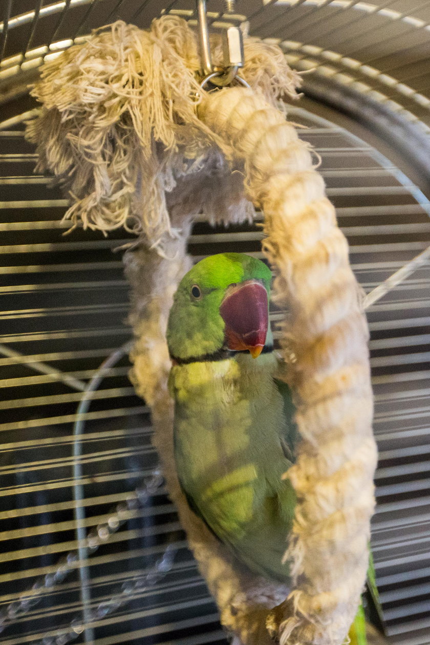 Gadająca papuga Polly