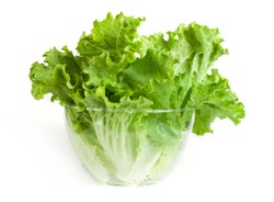 Opracowano transgeniczną sałatę, która chroni przed osteoporozą