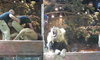 Przerażające nagranie z zoo. Opiekun lwów popełnił katastrofalny błąd