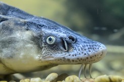 W Odrze zginęły jesiotry, które od 30 lat próbowano przywrócić w polskich rzekach. 'Potworna strata'