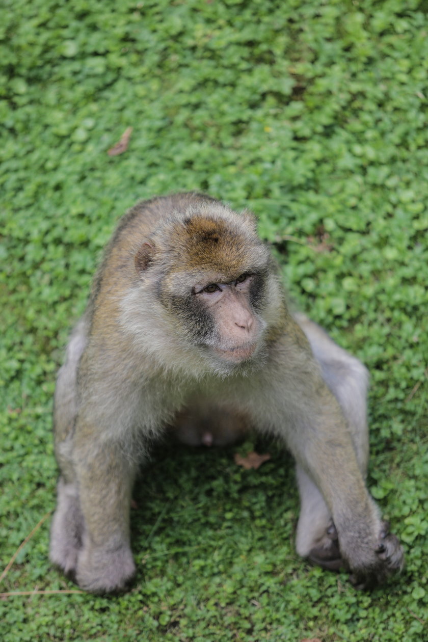 Celebrytą we wrocławskim zoo jest małpa