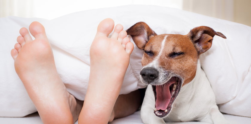 Wpuszczasz psa do łóżka? Sprawdź czy to bezpieczne