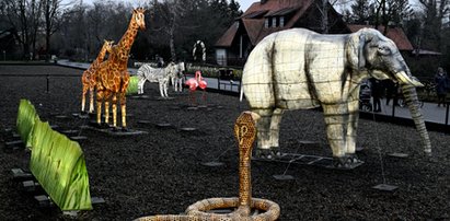 Zwierzęta rozbłysną w zoo