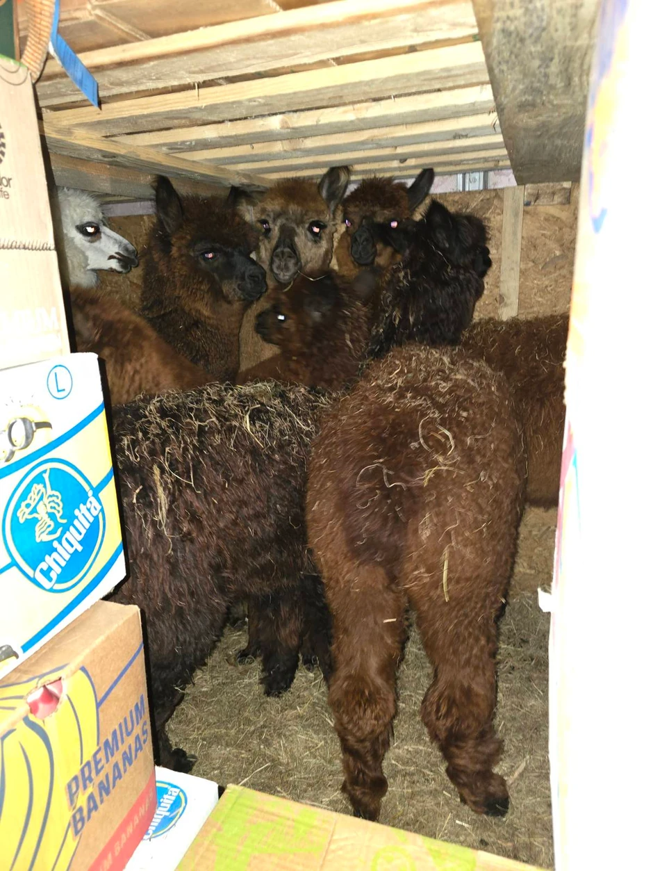 Lame pronađene u kombiju