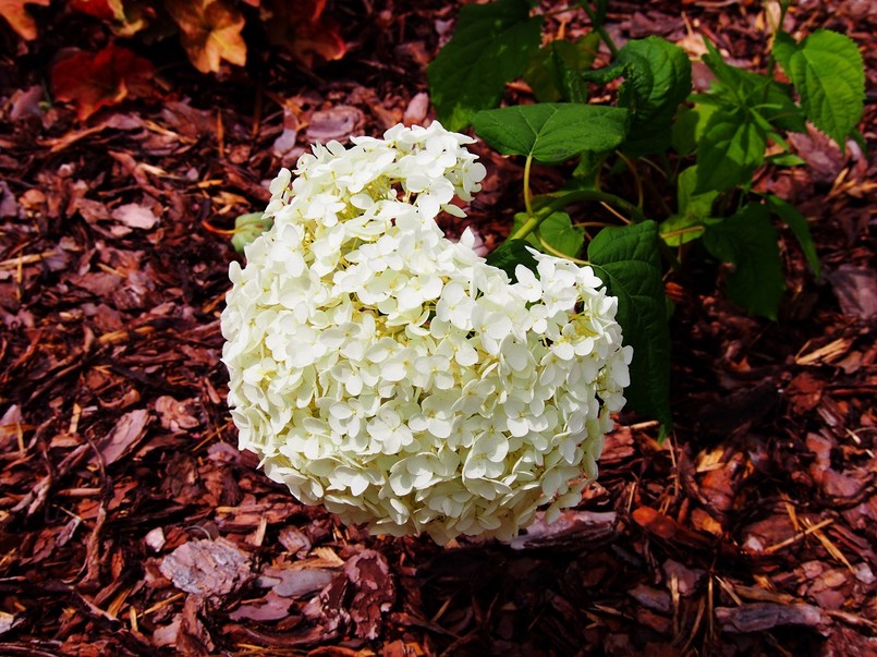 Hortensja Anabelle wymaga podpór