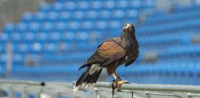 Co sokolnik robi na stadionie?