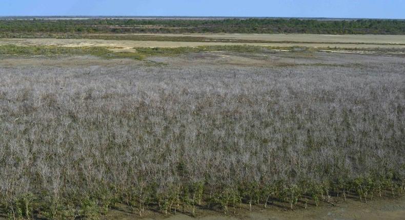 The die-back of mangrove swamps in Australia's Gulf of Carpentaria is believed to be the worst incident ever recorded