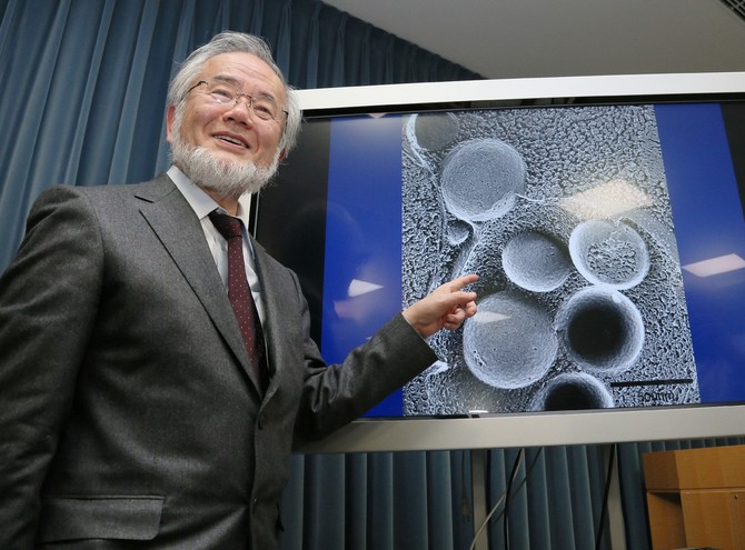 Šta je to autofagija, dijeta koju je osmislio Jošinori Osumi i za to dobio Nobelovu nagradu