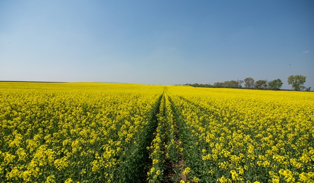 Da li bivši Agrokor merka Delta holding kompanija iz Srbije?