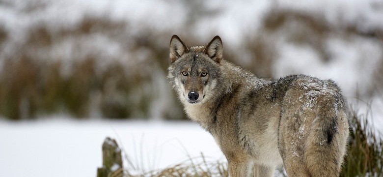 Dziki, piękny, inteligentny, silny i wolny — czyli, co wiemy o wilkach?