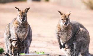 Małe już wyglądają z torby mam!