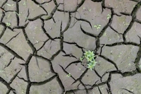 Polska od dwóch miesięcy wysycha, a maj nie przyniesie poprawy. "W wielu regionach sytuacja jest dramatyczna"