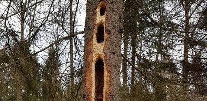 Zdumiewający widok. Leśnicy wyjaśniają, skąd w drzewach wzięły się tak gigantyczne dziury!