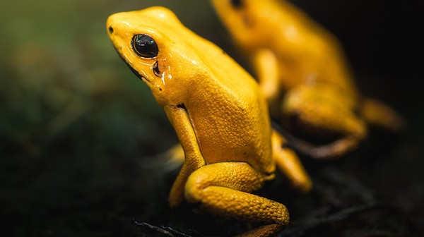Najgroźniejsza żaba świata. Wydziela toksyny, które z łatwością zabija człowieka