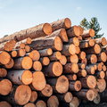 Gwałtowny wzrost eksportu drewna do Chin? Branża bije na alarm