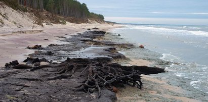 Wyjątkowe zjawisko nad Bałtykiem. Plaża pokryła się "zatopionym lasem"