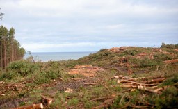 Polska nie powinna podejmować żadnych prac dotyczących Mierzei Wiślanej w oczekiwaniu na ostateczną decyzję KE