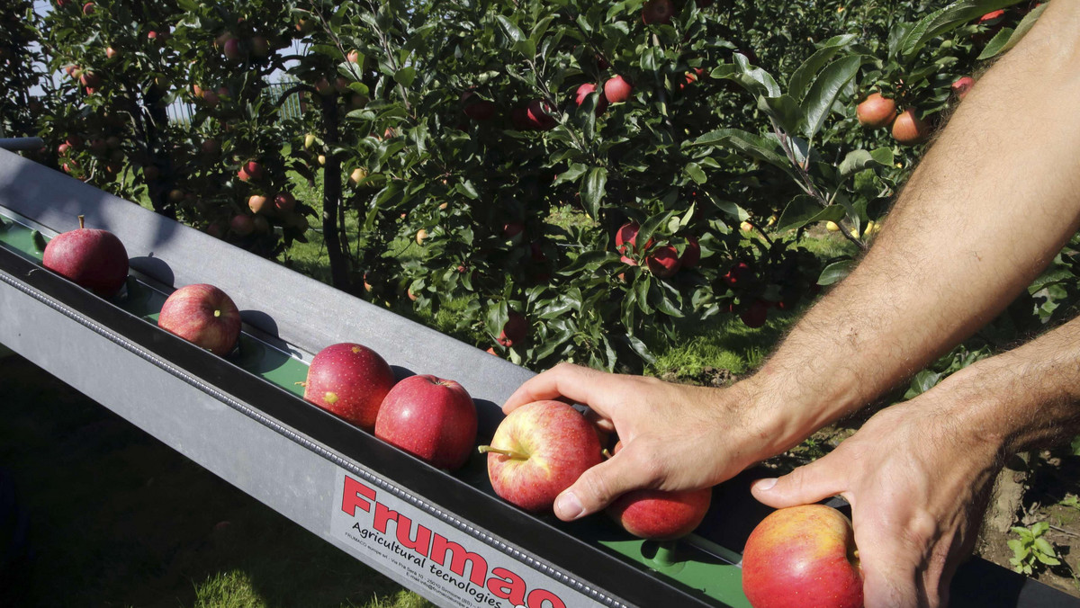 Komisja Europejska opublikowała we wtorek rozporządzenie ws. drugiego programu wsparcia dla rolników dotkniętych rosyjskim embargiem. Wynika z niego, że nasi producenci będą mogli dostać rekompensaty za wycofanie z rynku maksymalnie 18750 kg jabłek i gruszek.