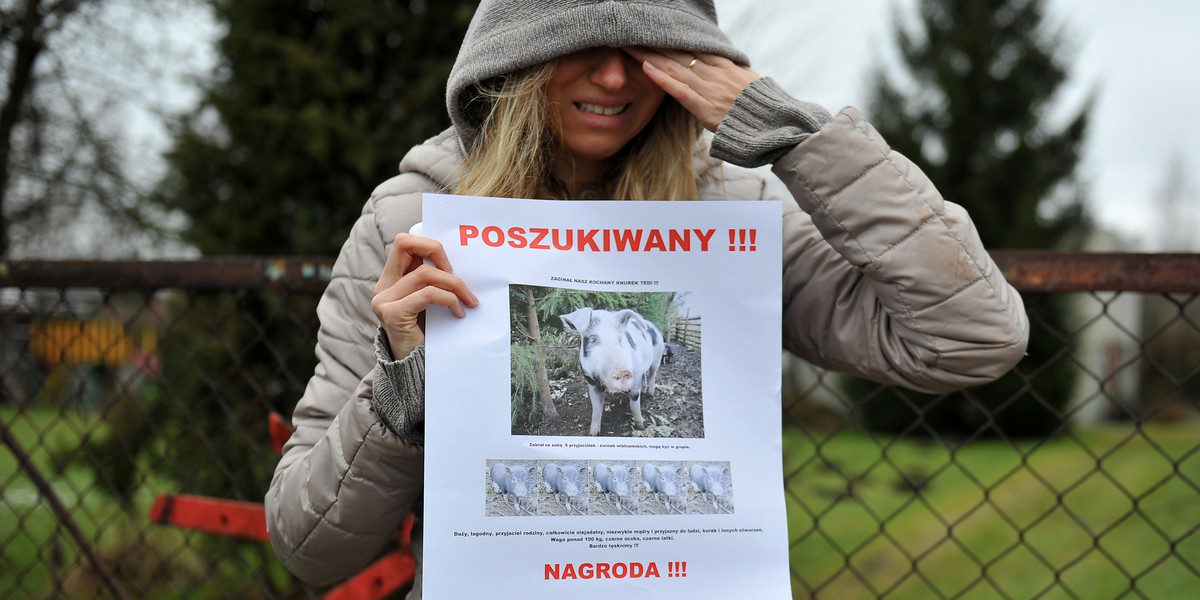 Pani Alicja której zaginęła Świnia Tedi