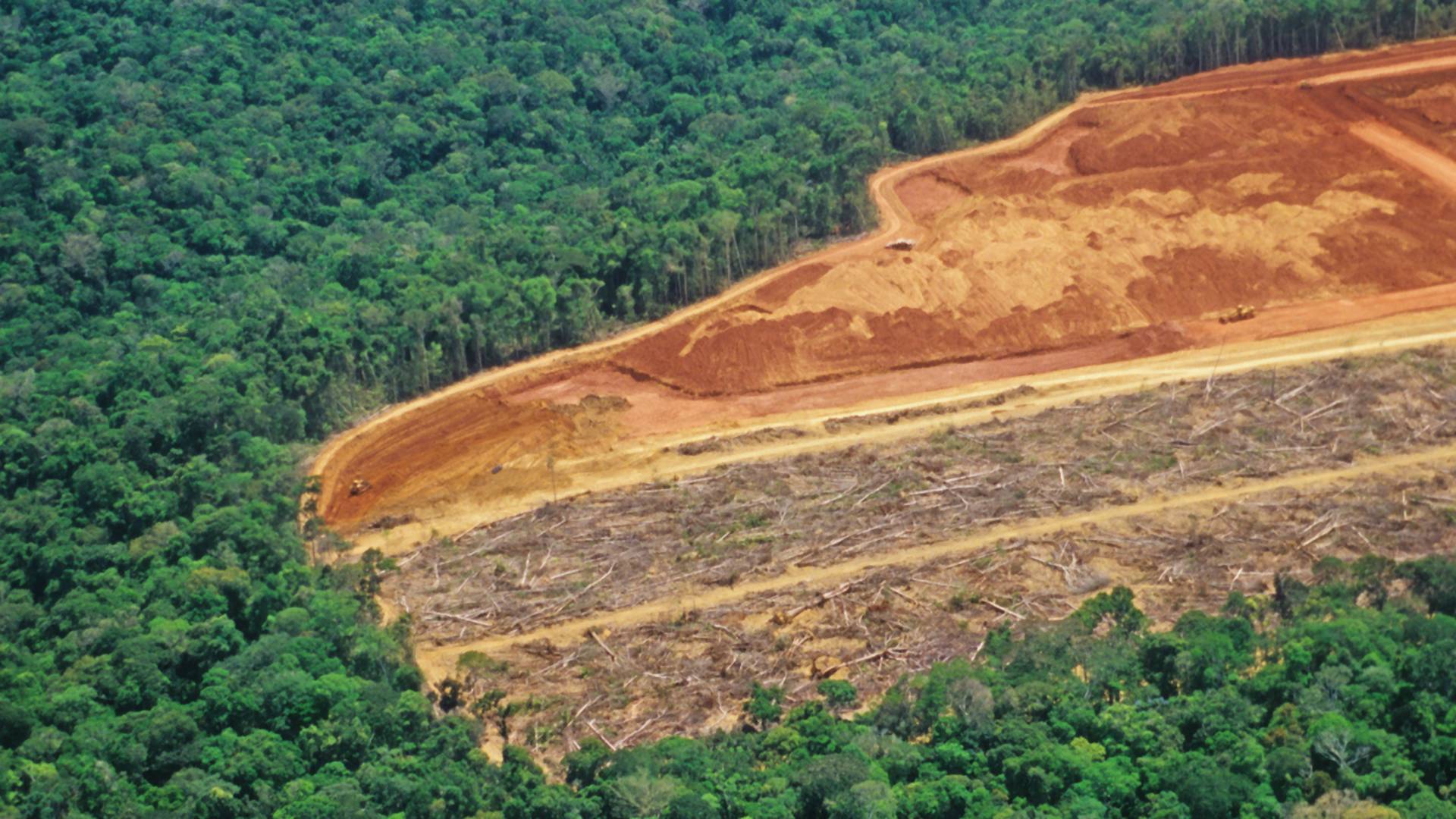 Brazíliában a koronavírust kihasználva fokoznák az erdőirtást