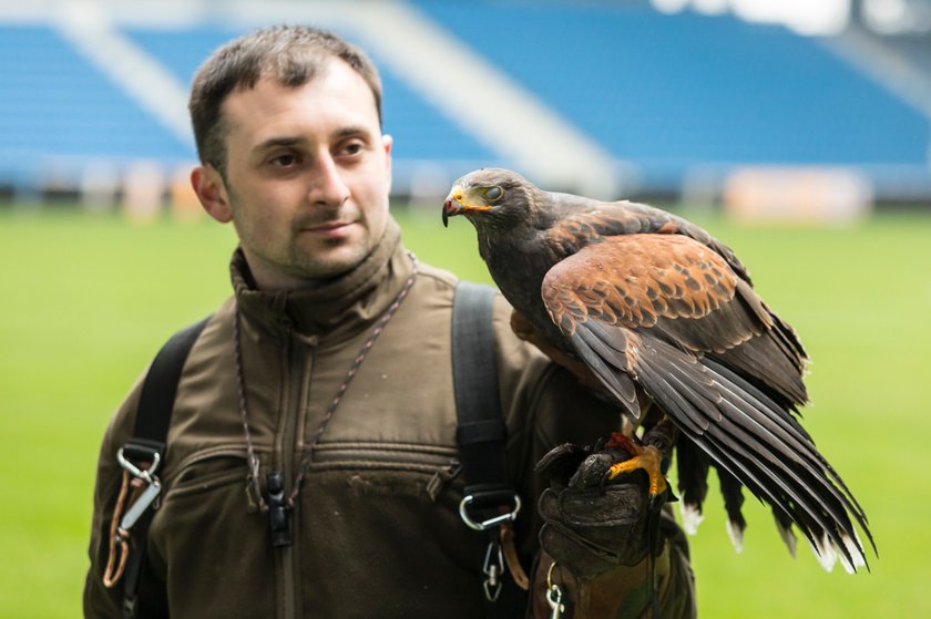 Co sokolnik robi na stadionie?