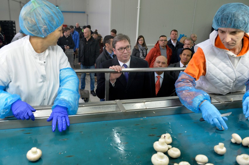 Predsednik u fabrici  fabriku za proizvodnju i preradu pečuraka u Kovinu