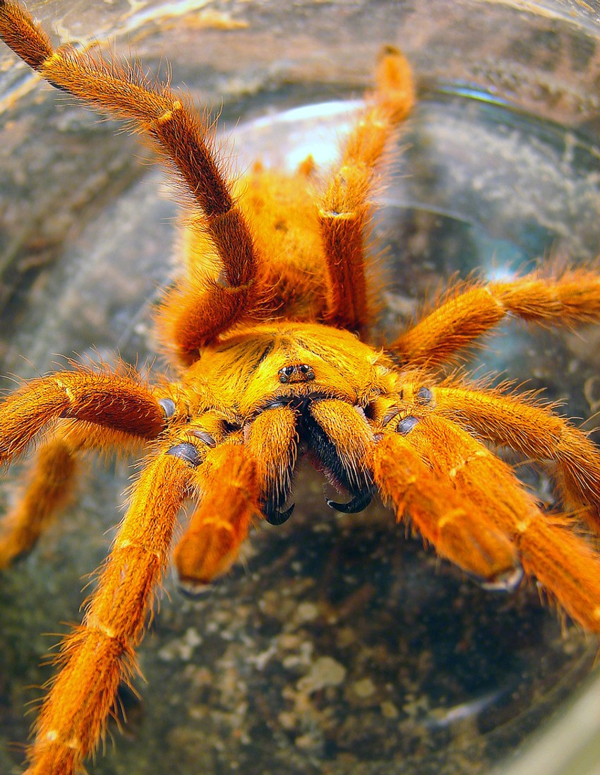 Pelinobius muticus, poznat i kao Kraljevska babun tarantula