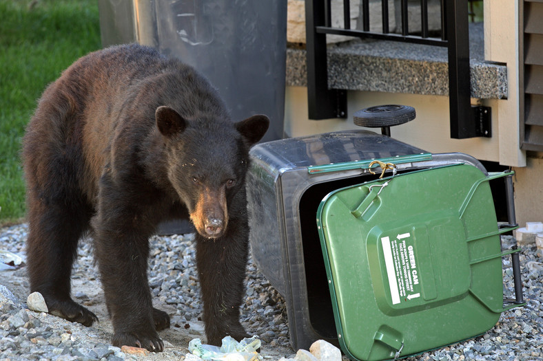 Niedźwiedź ucztuje w śmietniku (zdj. ilustracyjne)