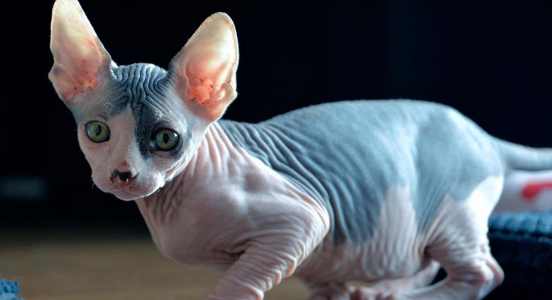 Sphynx cat.