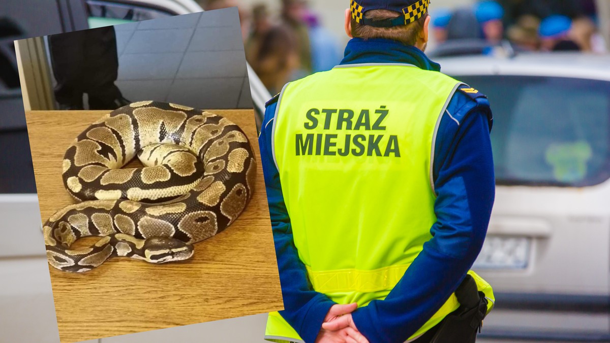 Sosnowiec. Pyton znaleziony w przejściu podziemnym. Wąż pełzał ulicami miasta