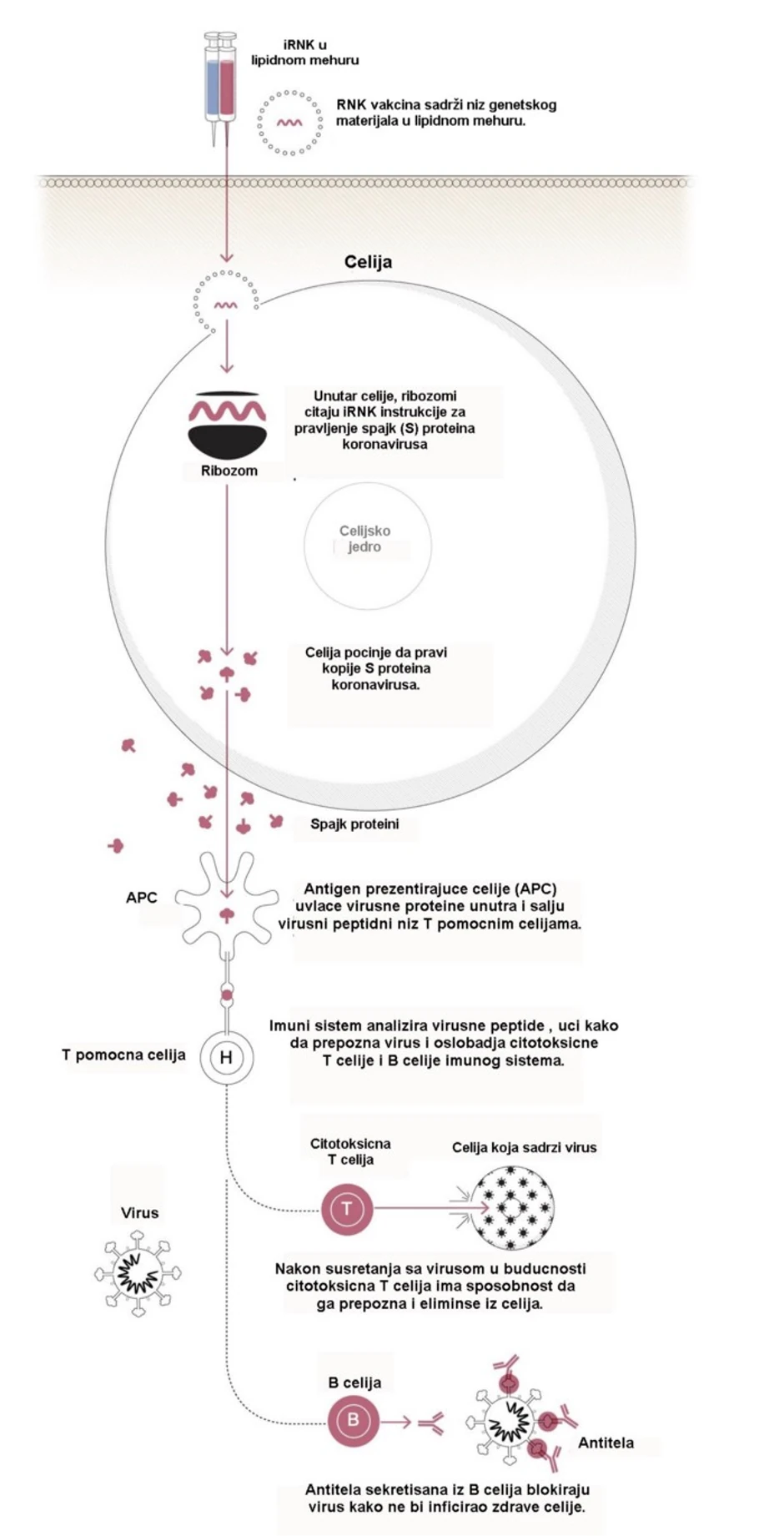 Ilustracija preuzeta sa Washington Post teksta, prevod — Isidora Stanković.