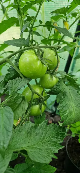 &quot;Pomidory już idą pięknie do góry i są naprawdę wielkie&quot;
