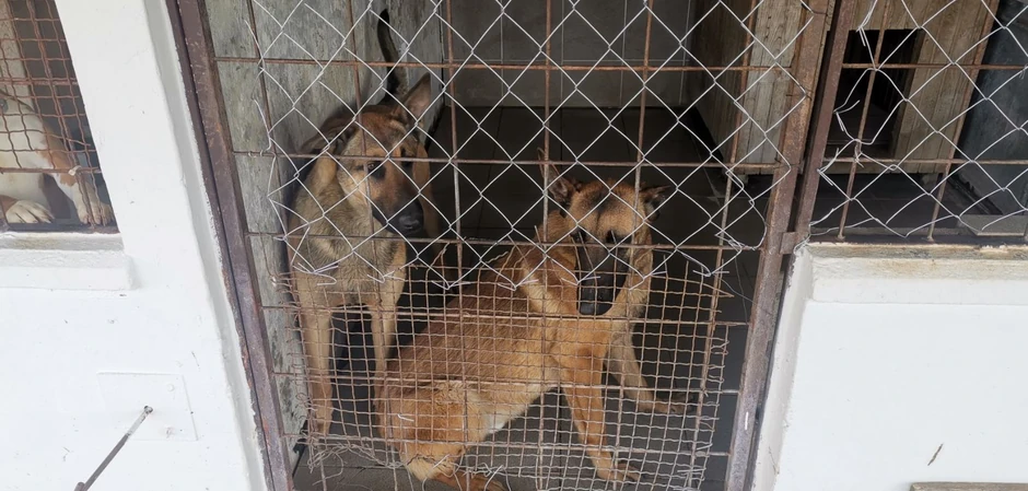 Psi se nalaze u azilu na posmatranju, a nakon 10 dana OJT će doneti odluku šta će biti sa njima