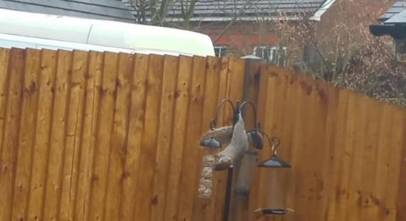 Video of squirrel trying to steal food despite horrible weather goes viral