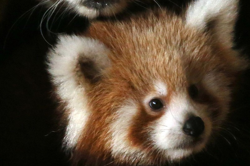 Nowo narodzona panda czerwona w Parku Zoologicznym Attica