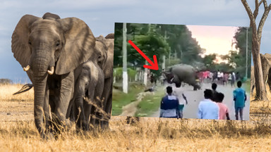 Brutalny atak słonia. Chłopiec został zmiażdżony przez zwierzę