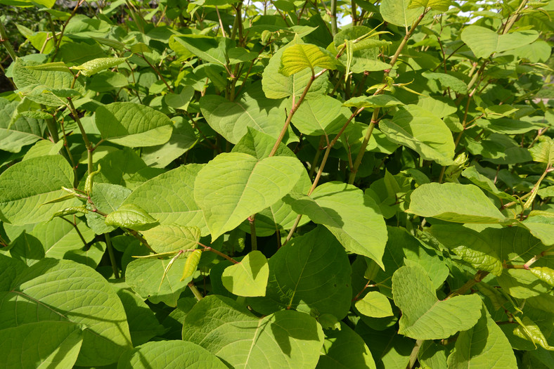 Chwast, który jest zmorą każdego ogrodu — Rdestowiec ostrokończysty (Reynoutria japonica Houtt.)