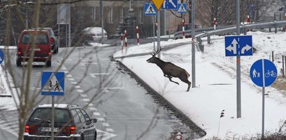 Policja? Jakiś jeleń demoluje auto!