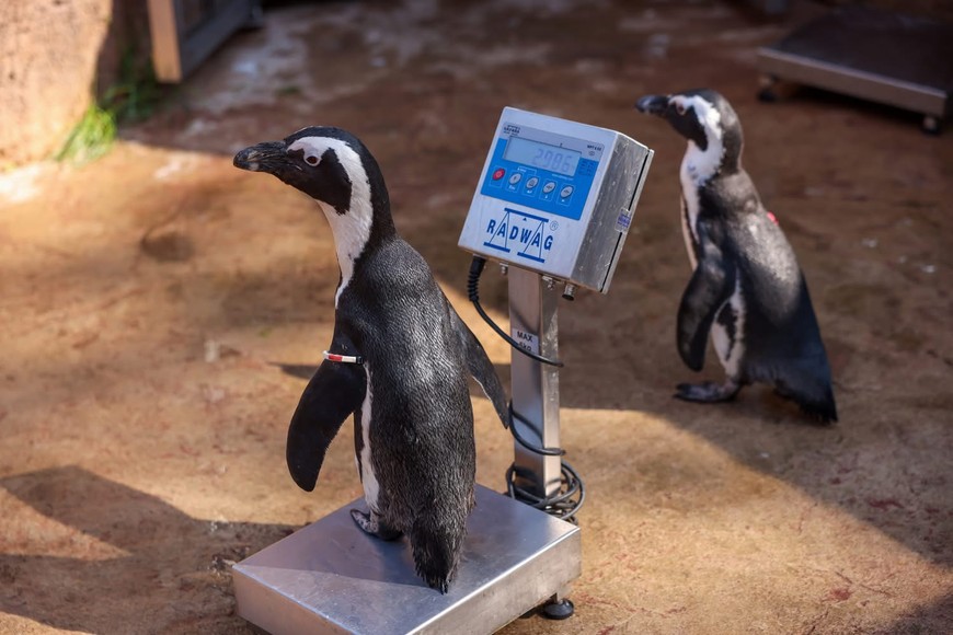 Pingwiny! Hop na wagę!