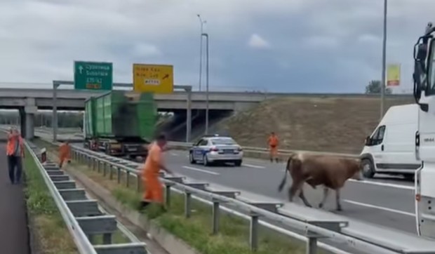 Krava na auto-putu kod Novog Sada