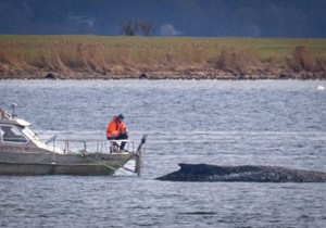 Nasukani kit u Nemačkoj - Ilustracija