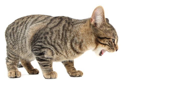 miért hány macskám