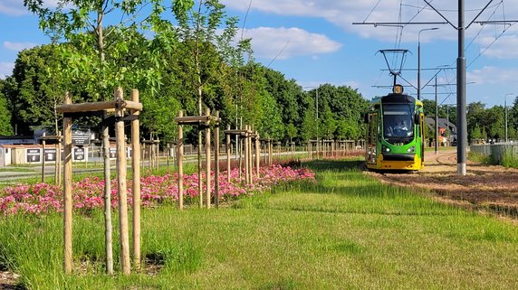  Szeroki pas nowej zieleni niskiej i drzew wzdłuż trasy tramwajowej na Naramowice (2021) fot.: Jakub Głaz